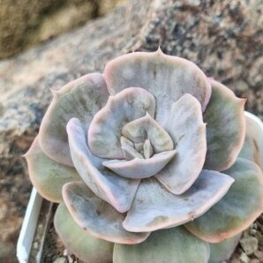 Echeveria Marble var