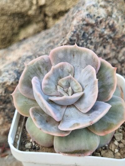 Echeveria Marble var