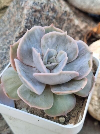 Echeveria Marble var - Зображення 2