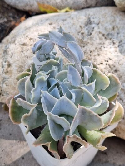 Echeveria Nichi - Зображення 2