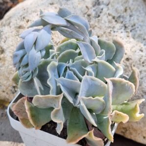 Echeveria Nichi
