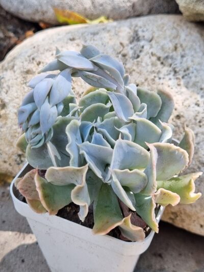 Echeveria Nichi