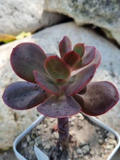 Echeveria Primadonna - Зображення 2