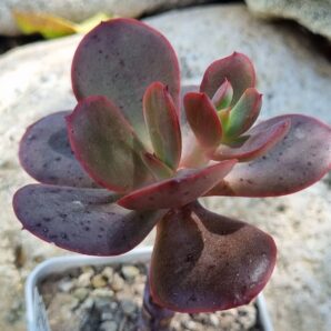 Echeveria Primadonna
