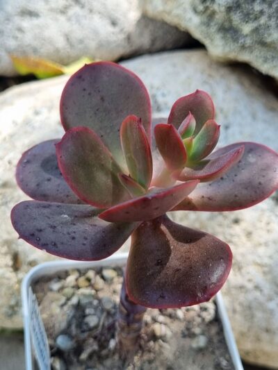 Echeveria Primadonna