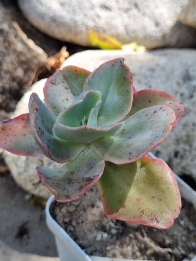 Echeveria Wild Butterfiely - Зображення 2