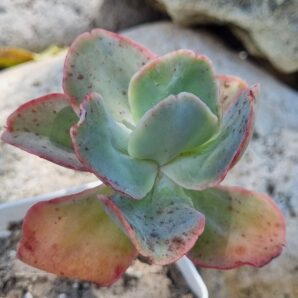 Echeveria Wild Butterfiely