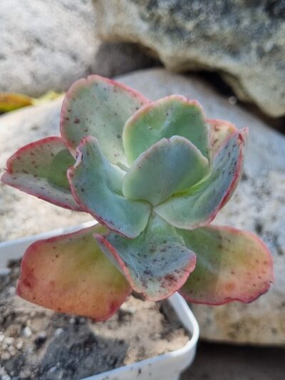Echeveria Wild Butterfiely