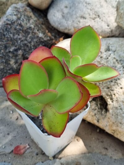 Echeveria Red Finkle - Зображення 2