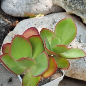 Echeveria Red Finkle