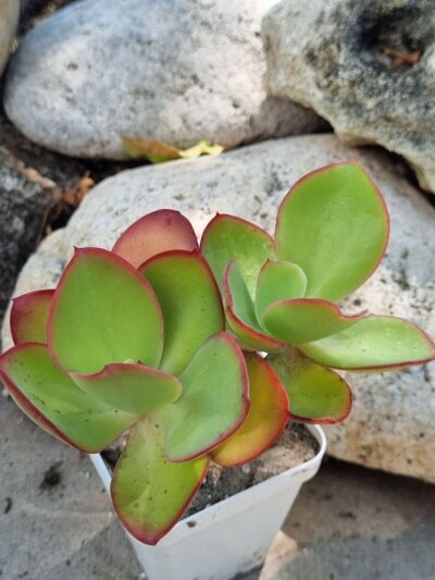 Echeveria Red Finkle