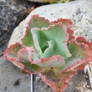 Echeveria Cleopatra