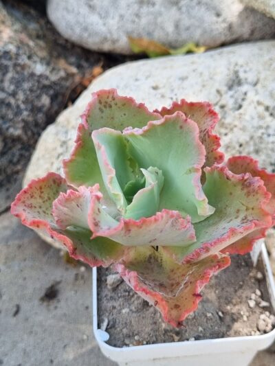 Echeveria Cleopatra