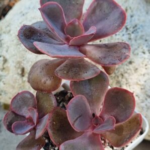 Echeveria Red Ball