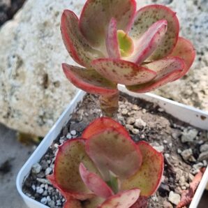 Echeveria Kissing