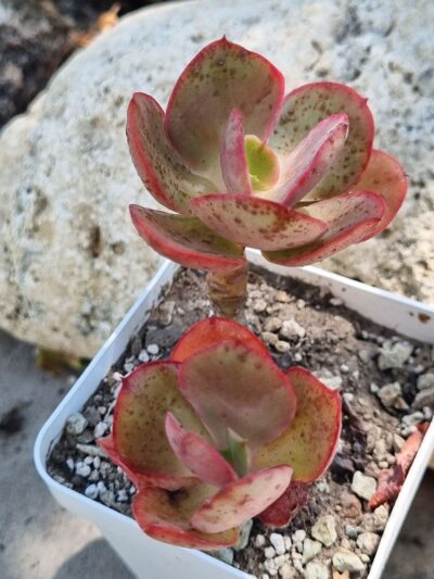 Echeveria Kissing