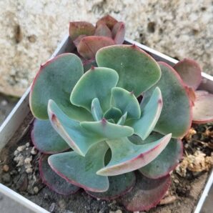 Echeveria Muesli