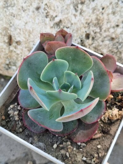 Echeveria Muesli