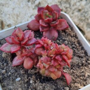 Echeveria Prada crstata