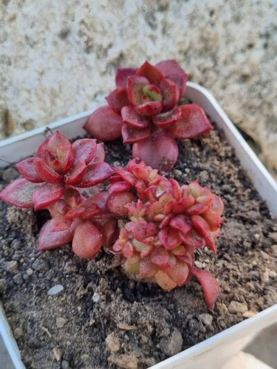 Echeveria Prada crstata