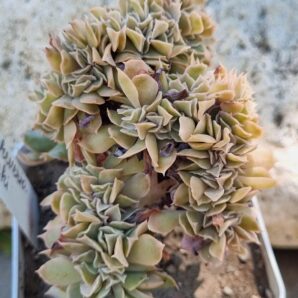 Echeveria Nichi cristata