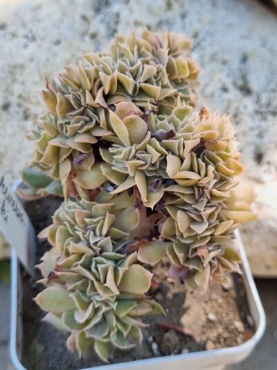 Echeveria Nichi cristata
