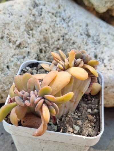 Graptoveria Fred ives cristata - Зображення 2