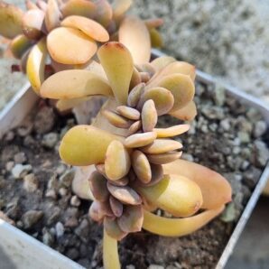 Graptoveria Fred ives cristata