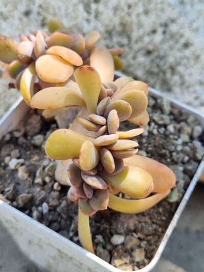 Graptoveria Fred ives cristata