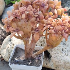 Graptoveria Fred ives cristata