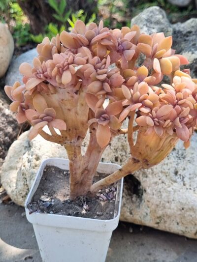 Graptoveria Fred ives cristata