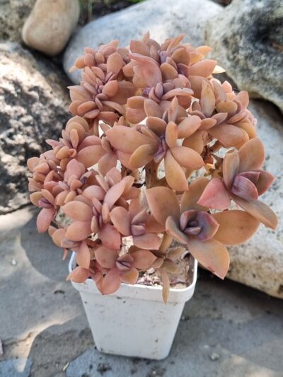 Graptoveria Fred ives cristata - Зображення 2