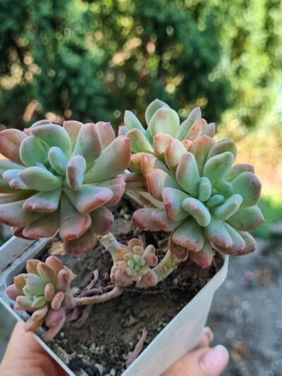 Pachyveria Scheideckeri var