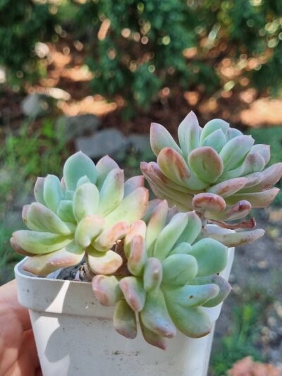Pachyveria Scheideckeri var - Зображення 2