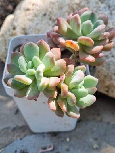 Pachyveria Scheideckeri var - Зображення 3