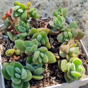 Crassula Ernestii
