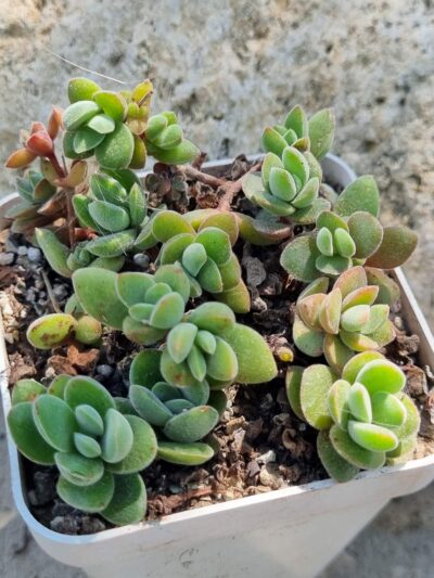 Crassula Ernestii