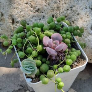 Senecio Rowleyanus