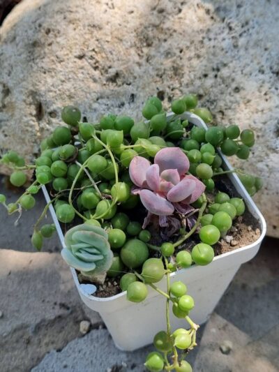 Senecio Rowleyanus