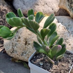 Senecio Jacobseni var