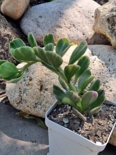 Senecio Jacobseni var