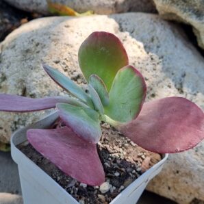 Kalanchoe Thyrsiflora var