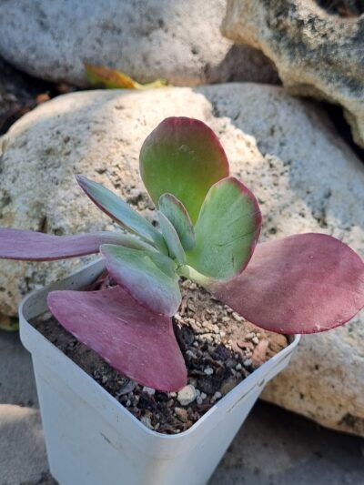 Kalanchoe Thyrsiflora var