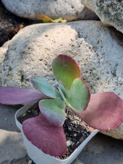 Kalanchoe Thyrsiflora var - Зображення 2