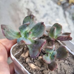 Echeveria Dark Vader