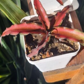 Cryptanthus bivittatus 'Red Star