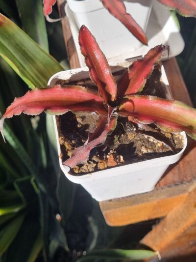 Cryptanthus bivittatus 'Red Star