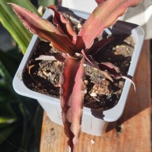 Cryptanthus bivittatus 'Red Star' | 30