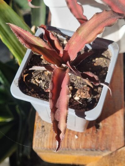 Cryptanthus bivittatus 'Red Star'