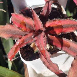 Cryptanthus bivittatus 'Red Star | 30